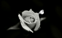 zenfolio