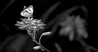 DSC04306-C1