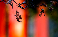DSC02490-C