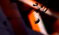DSC02961-C1